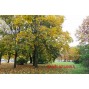 PARDUODAMAS 1 KAMBARIO BUTAS V.MACIULEVIČIAUS G., KAROLINIŠKĖSE